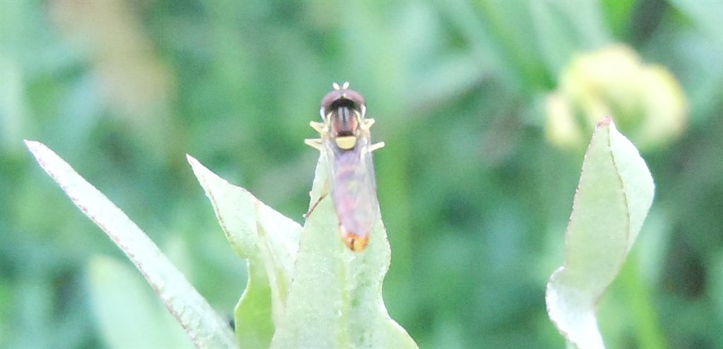 Sphaerophoria?